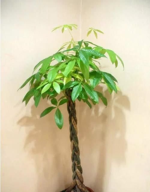  『观赏价值』3种“花”养客厅，能招财，能“镇宅”，比绿萝、富贵竹强多了