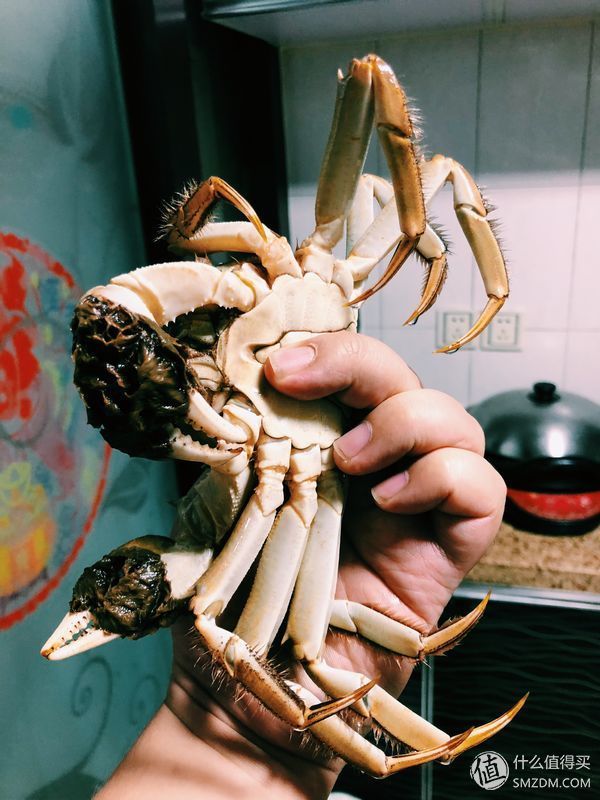 巨石黄金重，蟹肥白玉香--今锦上 阳澄湖大闸蟹试吃体验