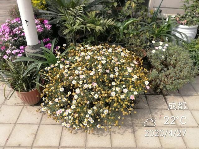  「照好的地方」3种花，开败后狠心剪个秃头，下次开花会更猛