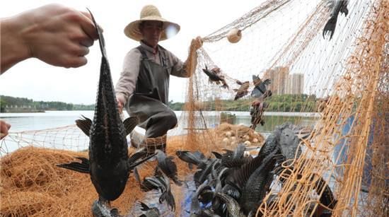  它在我国@在我国没有天敌泛滥成灾，渔民拿他没办法，吃货都不愿