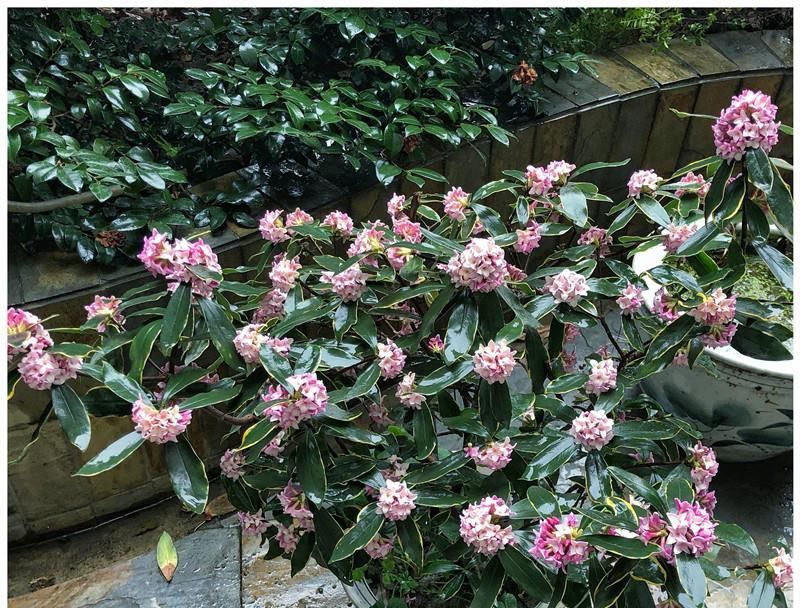  【种植】最芳香的花，花开一朵，满室飘香，花期长，种植简单，是盆栽佳品