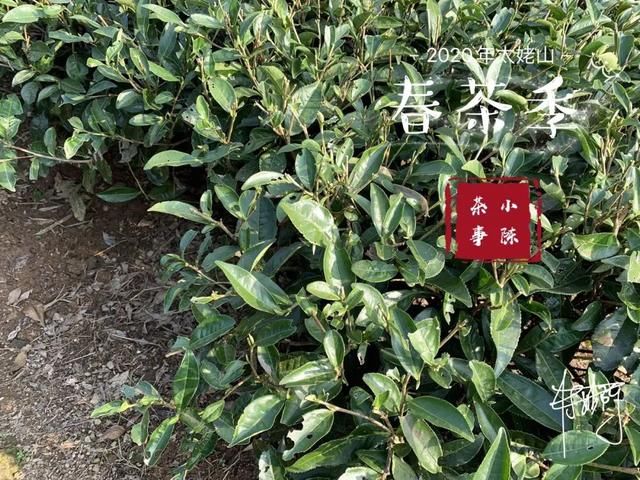  【S师傅】2020春茶笔记第八篇，从2016到2020年，看茶山茶农们的笑脸变化