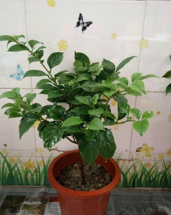  三角梅：见过“三花聚顶”吗，三角梅的枝头，掐一掐一变三，瞬间开满盆