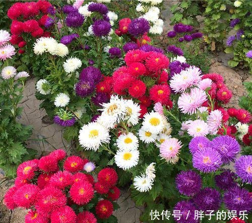 「就给大家分」春天养花选它,漂亮又好养,花期超半年,是家庭盆栽佳品!