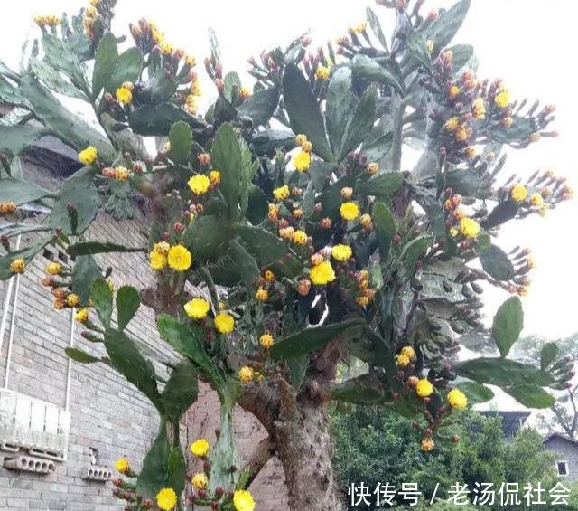 『仙人』仙人掌薄成纸2个小方法,吃成大胖子,长成老树桩,挂满仙人果