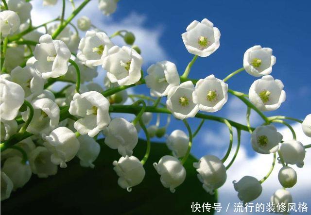  简单■养花就养3种小花，颜色鲜艳丰富，开花量大爆盆简单，谁养谁喜欢
