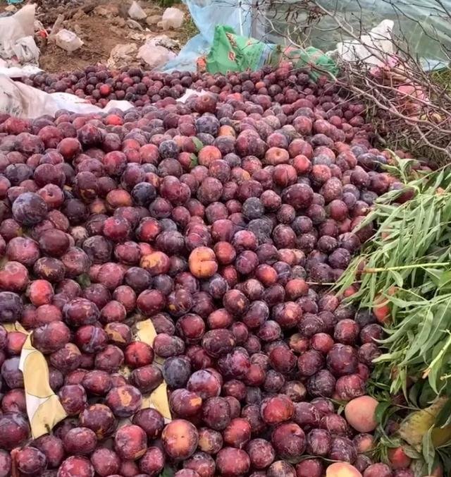 陕西李子滞销，7毛一斤无人收，城里人抱怨吃不起，这是为啥