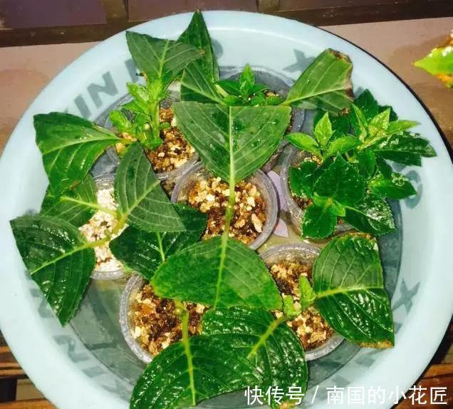 『三角梅』这3种花太贵,别再买了,剪几个枝就能扦插几十盆