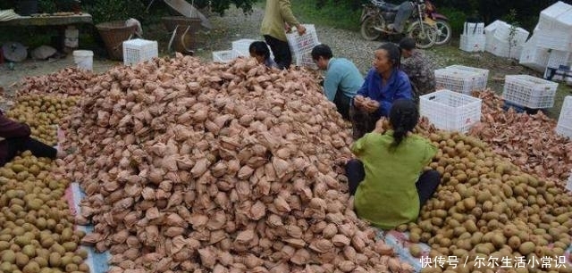  猕猴■去年卖到5块，今年5毛也没人收，果农太不容易了