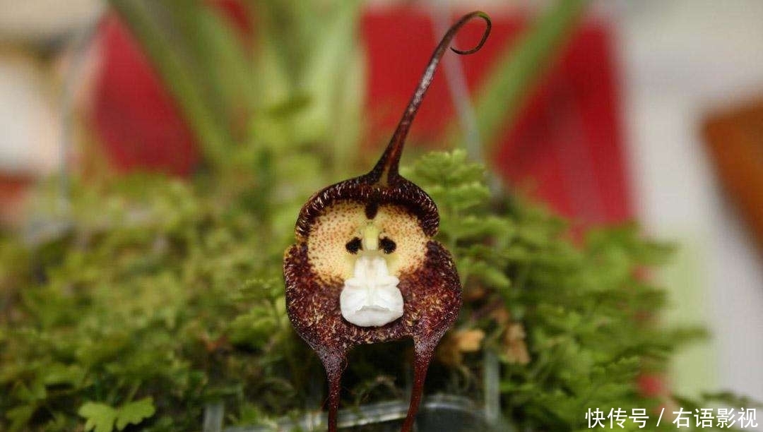 外国兰花撞脸孙悟空!售价高达5000元,游客:长这样为了吸引猴子?