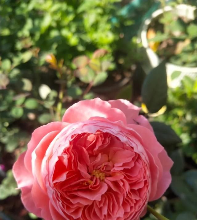  『丰花性好』狼家自育的表现到底如何，戳进来看看花友们的大实话