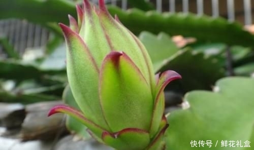  『植物』常被用于观赏，殊不知，花朵86元一斤，你们认识吗？