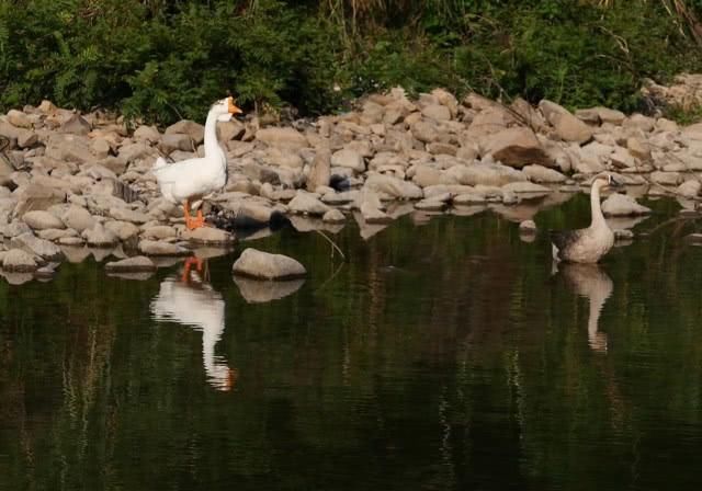 这里被誉为中国的“无癌村”，溪水直接喝，鸡鸣犬吠像出世