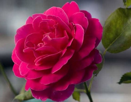  [花香]养花养个好看的，不怕热花开不断，丢在阳台变瀑布，花香沁人心扉