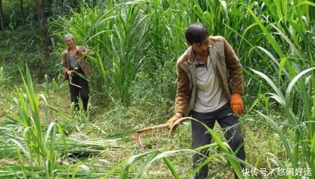  [地上]亩产量可达十几吨，丢地上就能活砍掉还会继续长，却只能