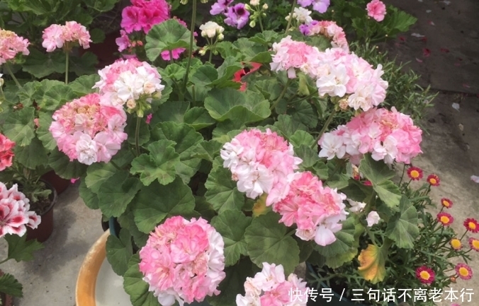  保命|天竺葵夏天少浇水，保命要紧，别管黄不黄叶了！