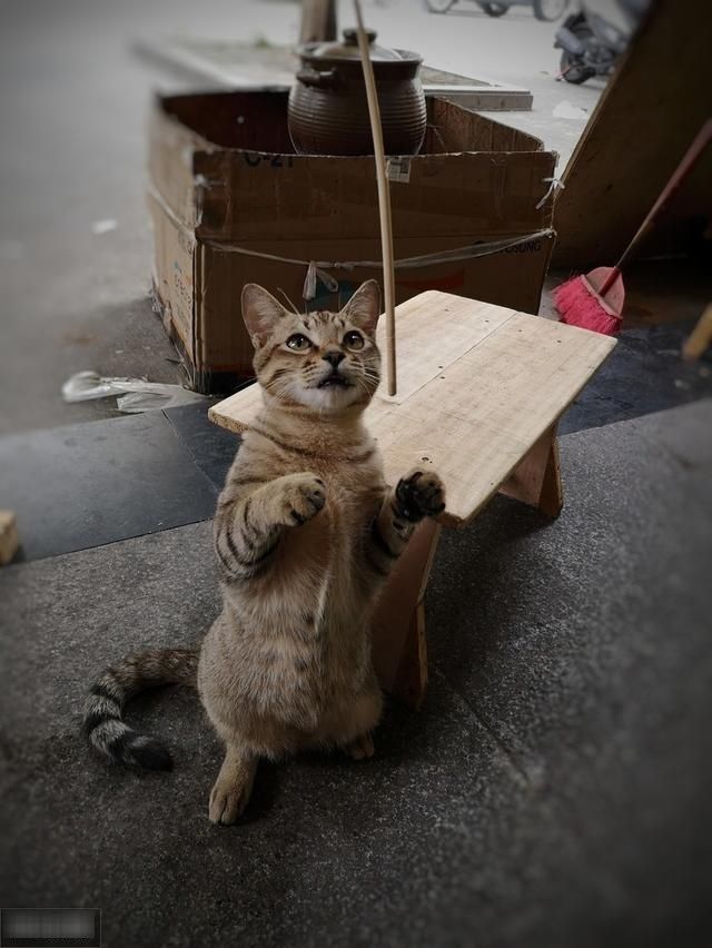  治疗@你知道什么是游戏治疗吗？对猫来说真的很重要！