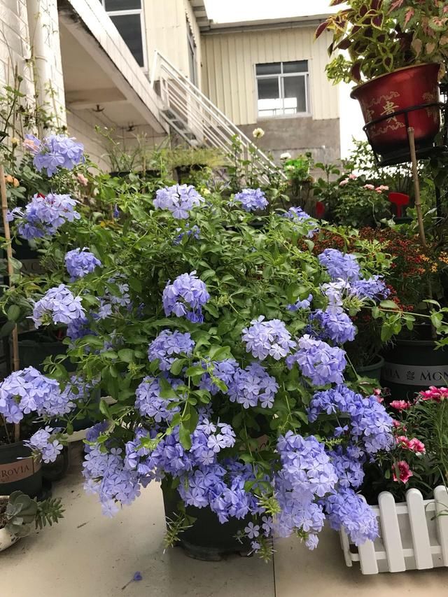 放在阳光充足■等我有自己的院子,一定养此4种花,春天变成“五彩”花园