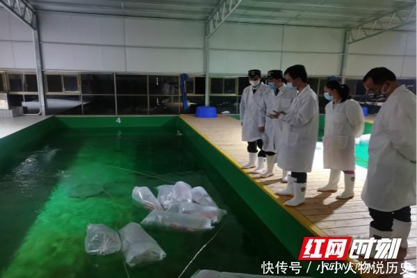  『进口』290尾日本进口锦鲤运抵长沙 将接受为期30天的隔离检疫