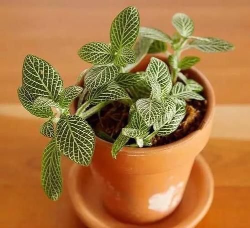  [植物]12种能养玻璃瓶中的植物，喜欢纯粹的绿植