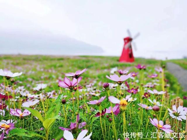 “五一”重庆慢时光，木洞10万㎡格桑花开，孤岛绿草成海！