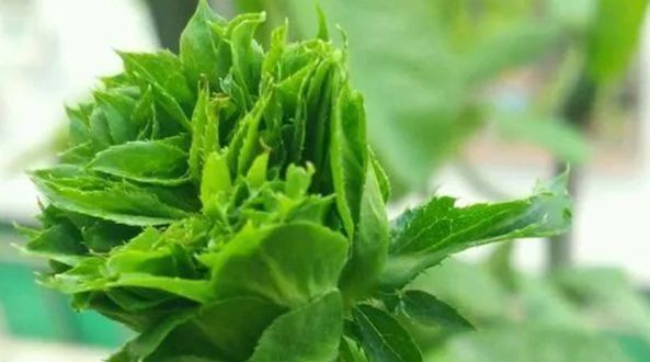  『珍品』喜欢玫瑰，不如就养盆“珍品”结绿珍，开花碧洁如玉，清秀淡雅！