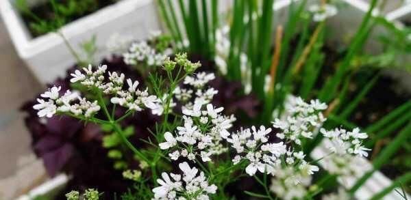  『家里』家里种香菜，一个小秘诀，发芽快、叶子绿又旺，现在种刚好