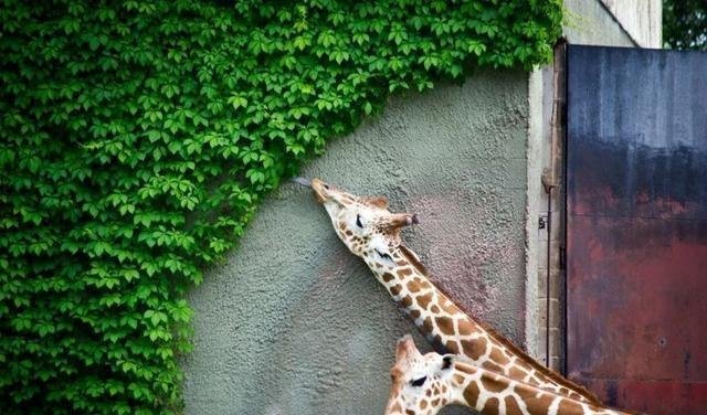 13张像ps出来的图片,却都是自然界真实存在的