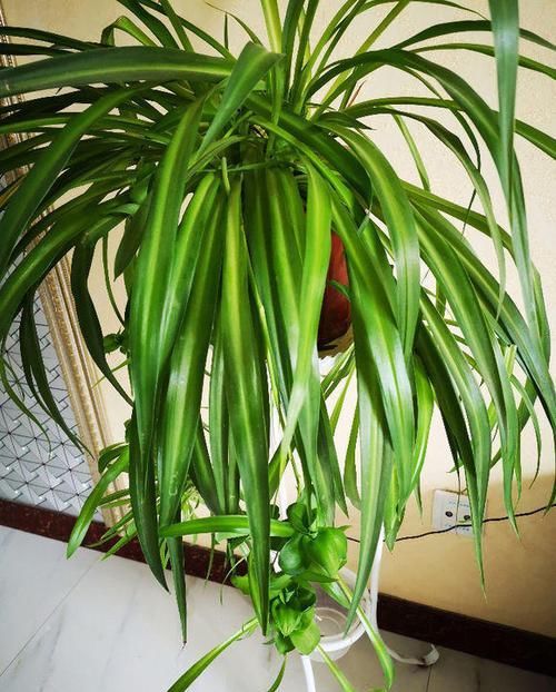 #植物#这“三种”植物容易繁殖,小嫩苗有水就能活