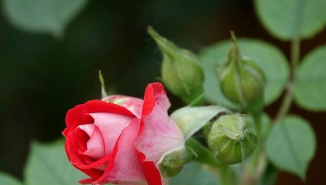  「爆花」藤本月季“爆花”进行时，笋芽萌发，如何施肥？