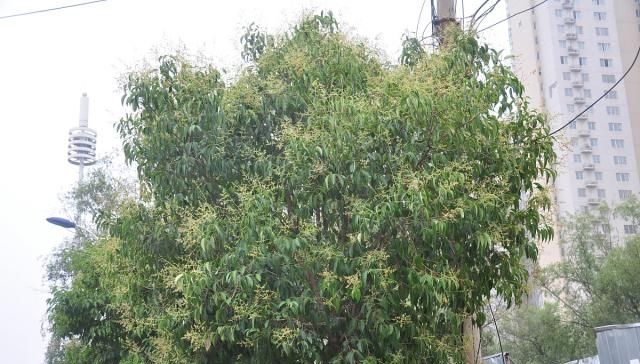  [道理]农村俗语“果树过房，家败人亡”是啥意思，老话说的有道