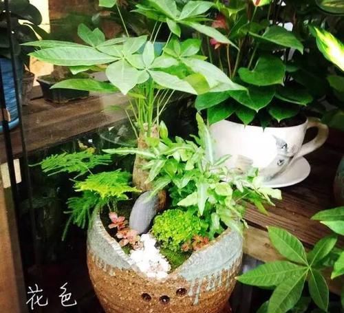  「发财树」发财树怎么养不生病，几天浇一次水？