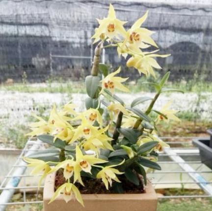  「黄灿灿」此花花色金黄灿灿，花开浓香，防癌益胃?滋阴生津，营养价值很高