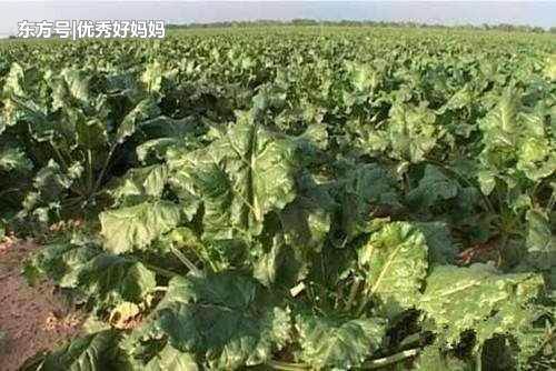 农村这种常见的蔬菜可抗癌, 农村人家天天吃，可惜城里人不知道