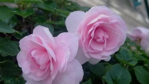  #家里#家里阳台养花就养这几种花，花开露红烟紫，美不胜收，充满浪漫气息