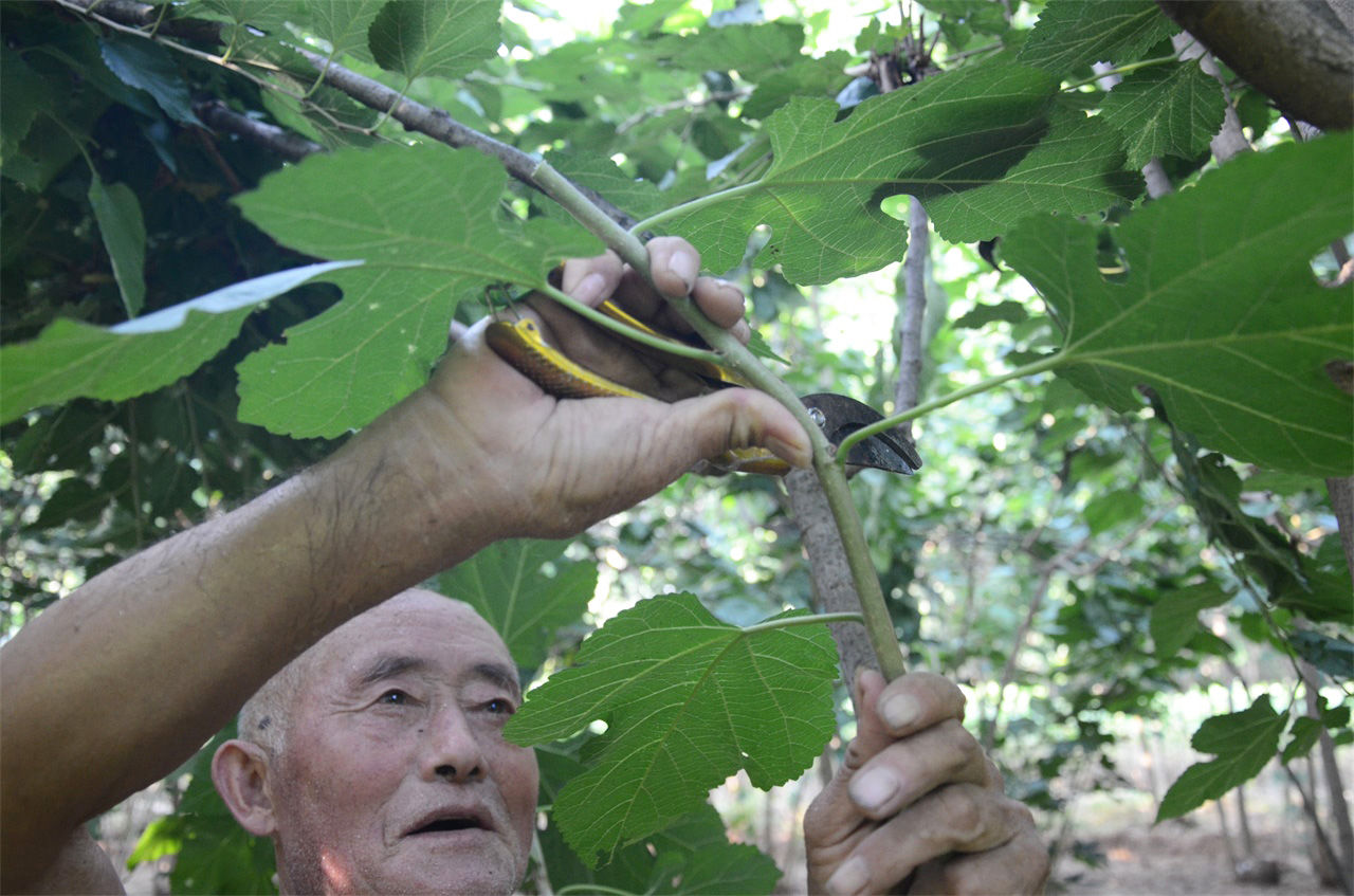 农村七旬老人植桑制杈50年，一年做五百杆桑杈，感叹手艺要消失