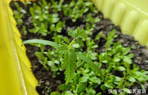  【便宜】买的满天星，长出“空心菜”，春天买花要留神，骗子实在是多