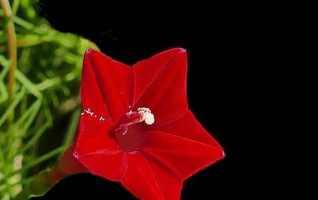  精灵■养花就养盆小花，花朵小巧似精灵，飞舞灵动充满生机，爆盆很简单