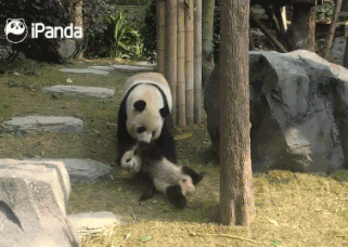 霸气羚牛哥，“奶凶”熊猫姐，神奇动物在这里!