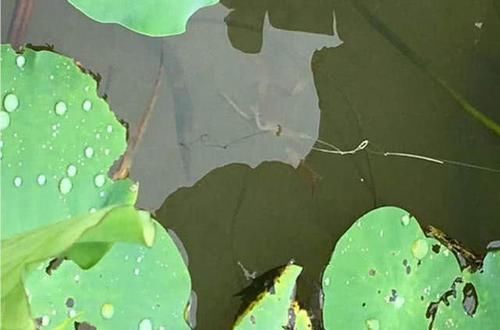 罗非鱼:这种鱼多在臭水沟、颜色鲜丽,且煮不烂,广州人叫做“花手巾”