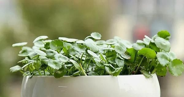  长爆：人家的铜钱草，几天就能长爆盆，原来是用这个方法养的！