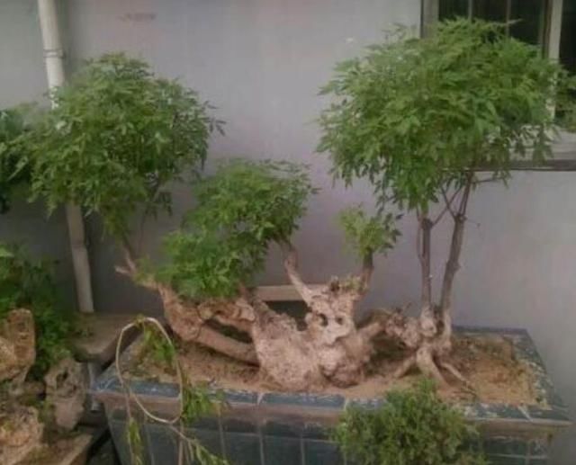  【见到】山上开紫色花的植物，人称“荆棵”是盆景佳品，见到挖回家
