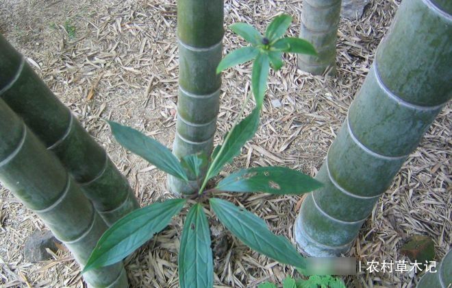  「生于」它生于竹林下，却比竹子还珍贵，请重视，当前770元一斤