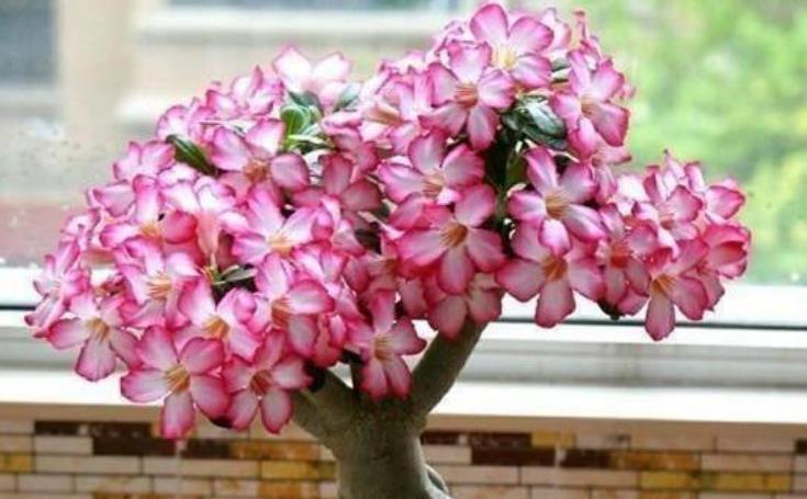 耐热:1种玫瑰花,被评为“中国最美花树”,耐旱耐热特好养,四季开花