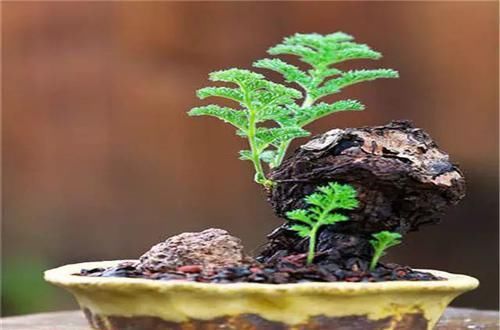  [植物]史上“最萌植物”的变态版来袭！