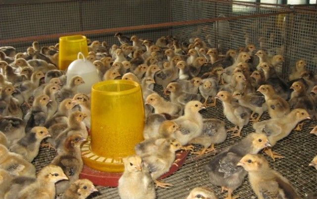  [养殖户]农村养殖再出新骗局！养殖户应当注意了，小心被骗