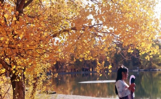 去西北看一次金秋的胡杨林 你会被这里的美景所感动 赞叹大自然