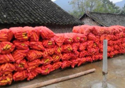 「玉米」在农村，养猪喂玉米为什么长得慢？怎么用玉米喂猪？原