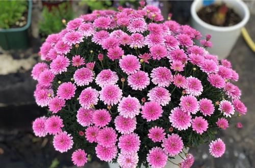  #养花#”传统菊花“二乔，花开红黄双色，极为少见，可以说是养花首选