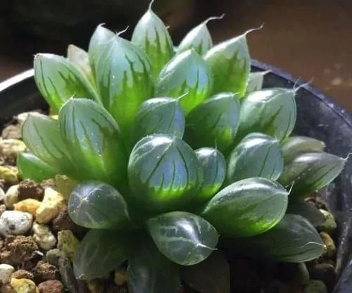 常独特|10种长相很怪异的盆栽植物,都很适合养在花盆里